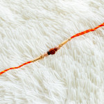Fancy Rudraksha, Pearls and Beads Rakhi Fancy Rudraksha, Pearls and Beads Rakhi