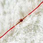 Stylish Beads Rakhi with Elegant Rudraksh